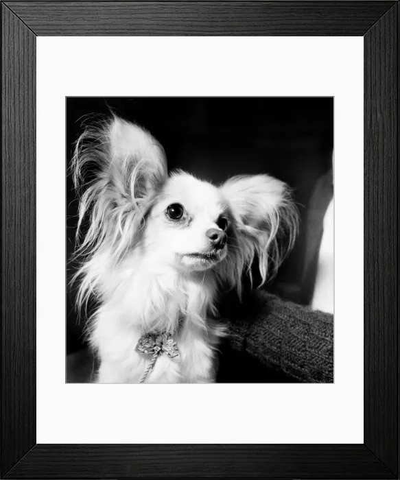 Framed Print : Multi-coloured pets made fashionable by Marie Antoinette of France were on show Framed Print : Multi-coloured pets made fashionable by Marie Antoinette of France were on show
