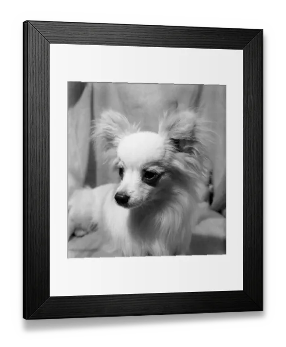 Framed Print : Multi-coloured pets made fashionable by Marie Antoinette of France were on show