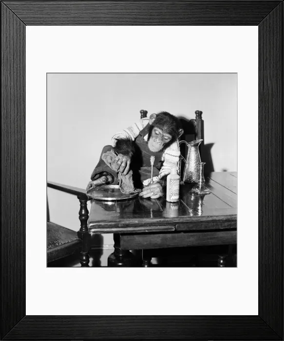 Framed Print : Susan'pet. chimp of Miss Molly Badham seen here helping with the housework