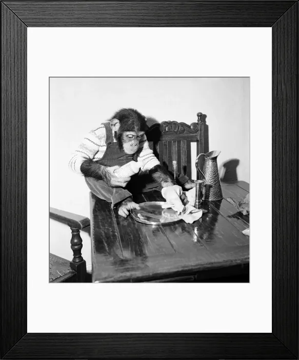 Framed Print : Susan'pet. chimp of Miss Molly Badham seen here helping with the housework Framed Print : Susan'pet. chimp of Miss Molly Badham seen here helping with the housework