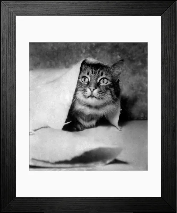 Framed Print : Cat. December 1952 C4185-001