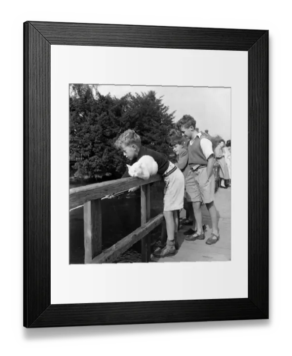 Framed Print : Children Fishing in river Avon near Salisbury & cat watches. August 1952 C4155