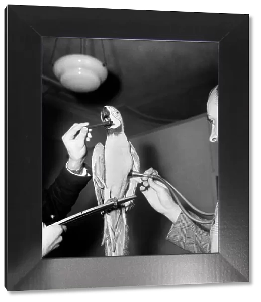 Medical Examination with Parrot Passing Vet - for Insurance Purposes. August 1952 C4235