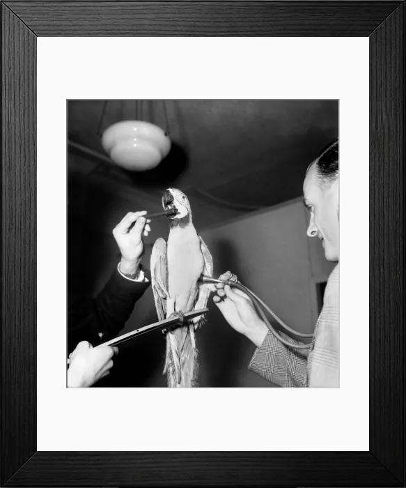 Framed Print : Medical Examination with Parrot Passing Vet - for Insurance Purposes. August 1952 C4235