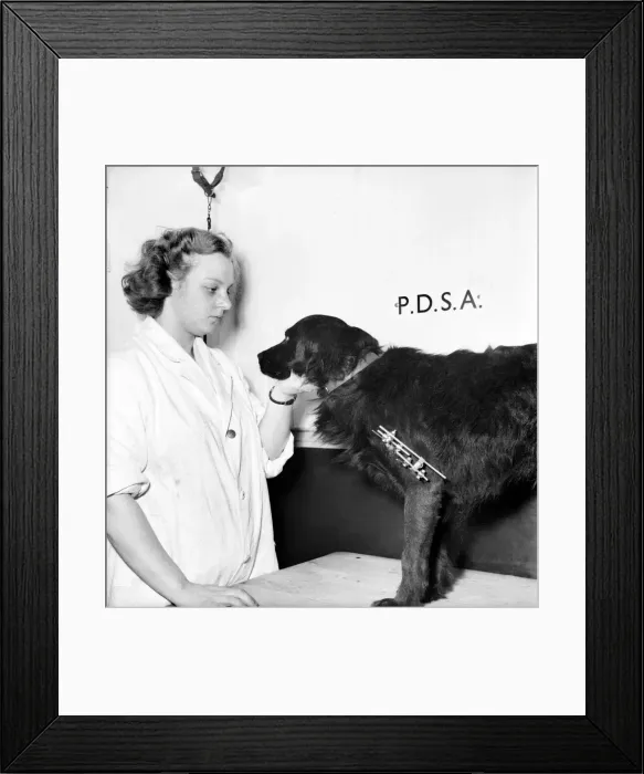 Framed Print : Vet attends to a dog with a broken leg at the P. D. S. A. Centre, Woodford, Essex Framed Print : Vet attends to a dog with a broken leg at the P. D. S. A. Centre, Woodford, Essex