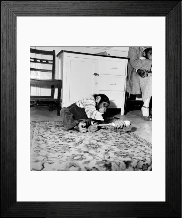 Framed Print : Susan'pet. chimp of Miss Molly Badham seen here helping with the housework Framed Print : Susan'pet. chimp of Miss Molly Badham seen here helping with the housework