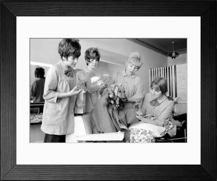 Framed Print : Impey, the pet of Mrs. Anith Doe who owns a Hair and Beauty Salon in Bognor Regis
