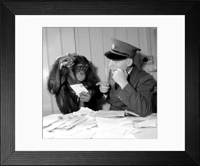 Framed Print : Chimp Fifi helps keeper Smith to read through all the letters from Daily Mirror readers