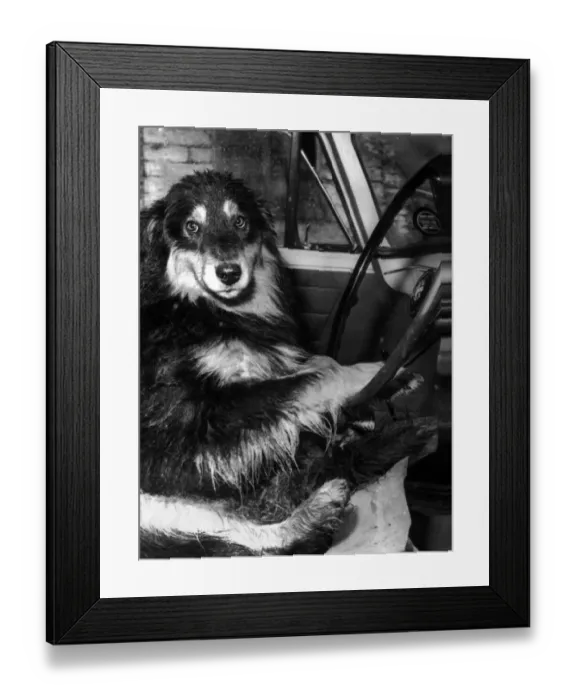 Framed Print : Collie dog behind the wheel of a car Framed Print : Collie dog behind the wheel of a car