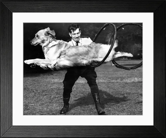Framed Print : Bonny the golden labrador performs a trick - August 1956 Bonny leaps through a hoop Framed Print : Bonny the golden labrador performs a trick - August 1956 Bonny leaps through a hoop