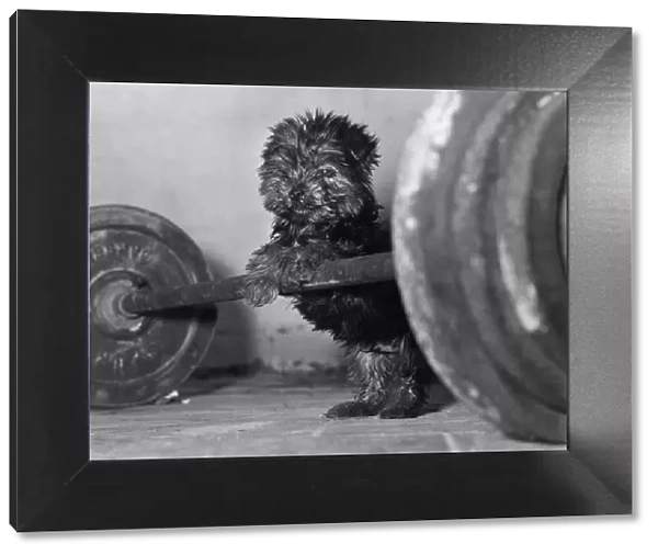 Freddie the Yorkshire Terrier tries his hand at weightlifting with his masters barbell