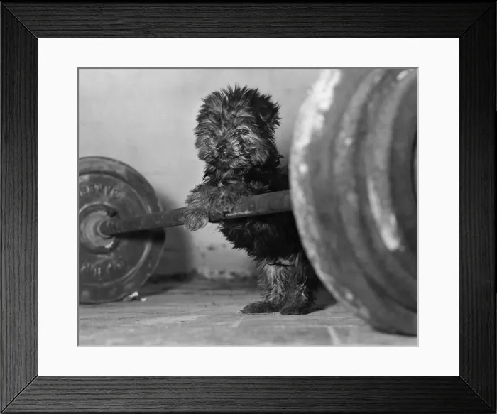 Framed Print : Freddie the Yorkshire Terrier tries his hand at weightlifting with his masters barbell Framed Print : Freddie the Yorkshire Terrier tries his hand at weightlifting with his masters barbell