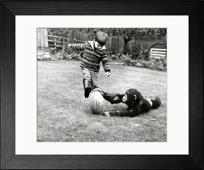 Framed Print : Little david Cawleyknows a thing or two about Rugby, and with the help of his friend Framed Print : Little david Cawleyknows a thing or two about Rugby, and with the help of his friend