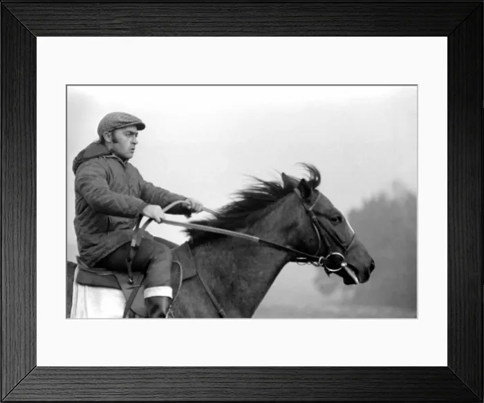 Framed Print : Yearling Ribchester'son of the famous Ribot Framed Print : Yearling Ribchester'son of the famous Ribot