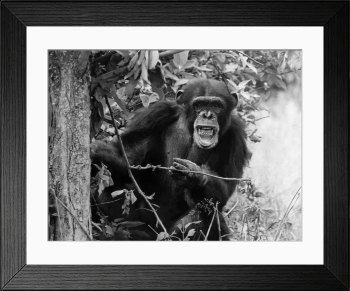 Framed Print : Animals. Monkeys. Edward the Chimp June 1967 P013358 Framed Print : Animals. Monkeys. Edward the Chimp June 1967 P013358