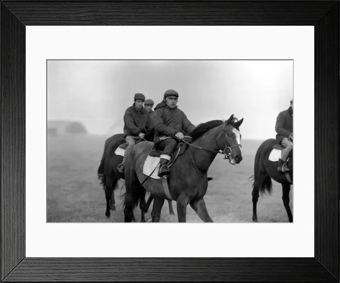 Framed Print : Yearling Ribchester'son of the famous Ribot Framed Print : Yearling Ribchester'son of the famous Ribot
