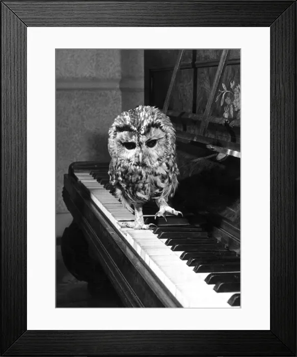 Framed Print : Tweeky the tawny owl wants to be noticed, so he pounds up and down the piano keys Framed Print : Tweeky the tawny owl wants to be noticed, so he pounds up and down the piano keys