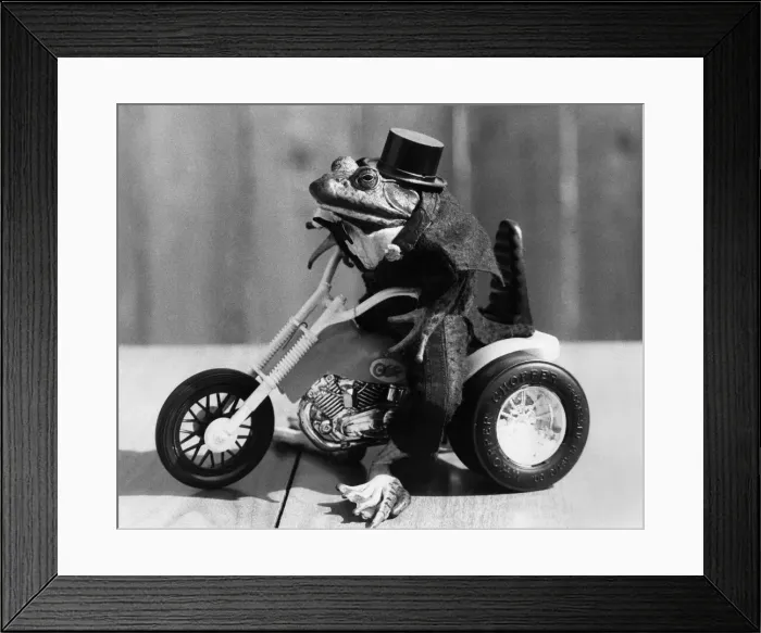 Framed Print : Biker frog Gladys takes to two wheels. July 1983