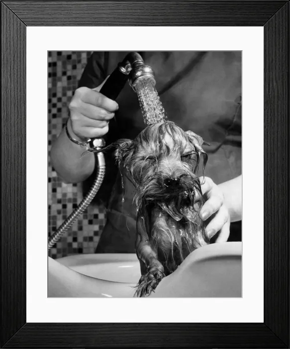 Framed Print : Yorkshire terrier dog having a wash. May 1966 P013309 Framed Print : Yorkshire terrier dog having a wash. May 1966 P013309