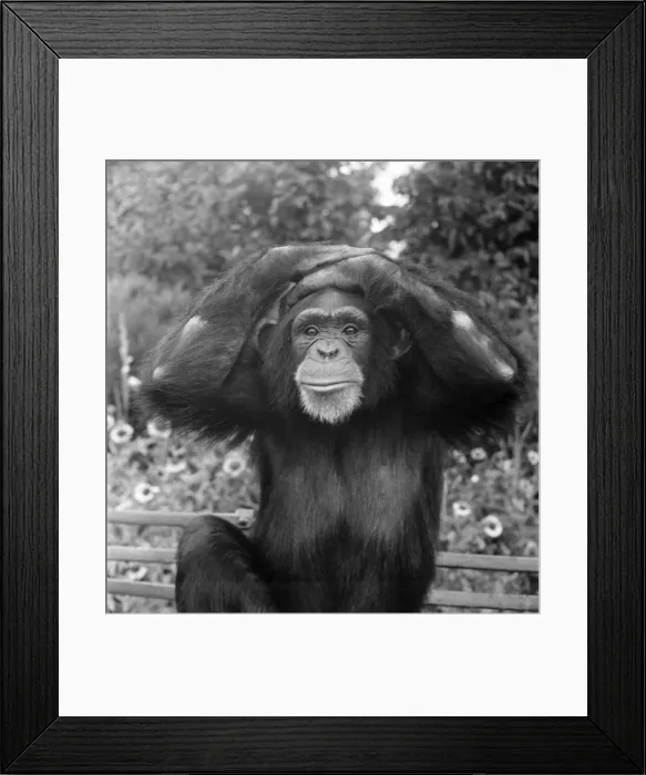 Framed Print : Animals at London Zoo. A Chimpanzee monkeys about before the chimps tea party Framed Print : Animals at London Zoo. A Chimpanzee monkeys about before the chimps tea party