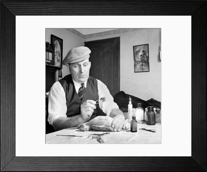Framed Print : A Jackdaw with a wooden leg, made by his owner Adolphus Whitchead Framed Print : A Jackdaw with a wooden leg, made by his owner Adolphus Whitchead