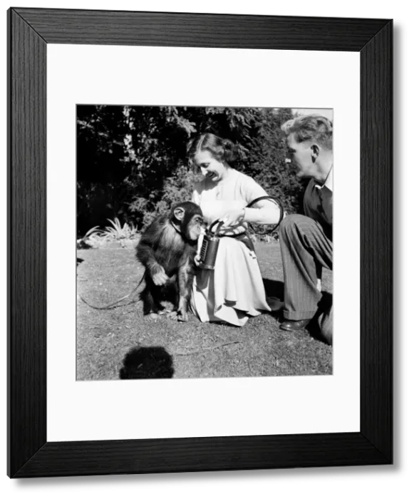 Framed Print : Chimps on the Radio Set of Congo and Susan at Paignton Zoo Framed Print : Chimps on the Radio Set of Congo and Susan at Paignton Zoo