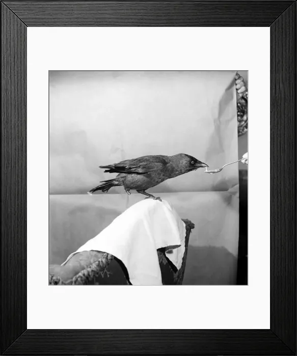 Framed Print : A Jackdaw with a wooden leg, made by his owner Adolphus Whitchead