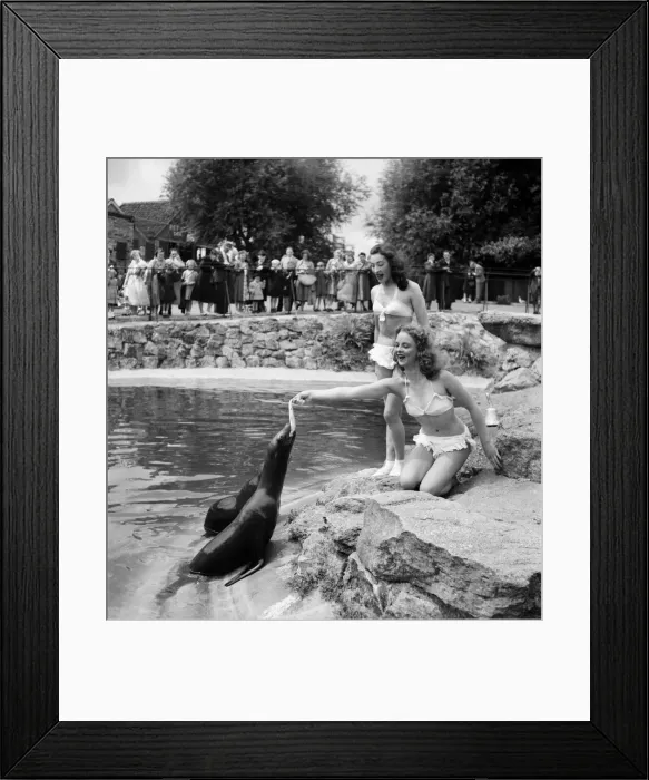 Framed Print : Woman feeding the seals at Chessington Zoo August1952 C3962 Framed Print : Woman feeding the seals at Chessington Zoo August1952 C3962