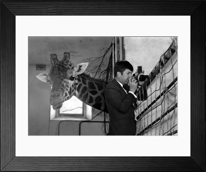 Framed Print : Its a bouncing baby for Daisy. A 6-feet-tall baby giraffe was born yesterday (Mon