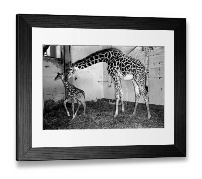 Framed Print : Its a bouncing baby for Daisy. A 6-feet-tall baby giraffe was born yesterday (Mon Framed Print : Its a bouncing baby for Daisy. A 6-feet-tall baby giraffe was born yesterday (Mon