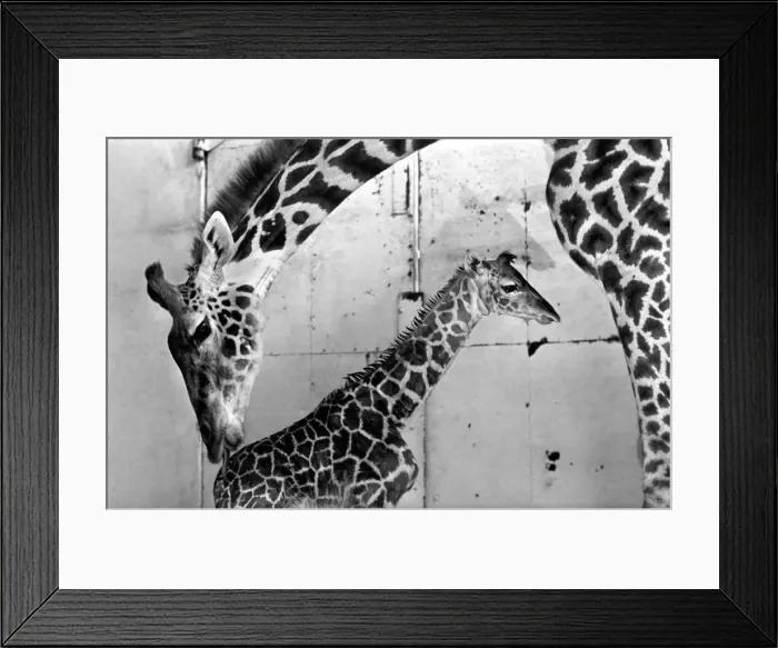 Framed Print : Its a bouncing baby for Daisy. A 6-feet-tall baby giraffe was born yesterday (Mon