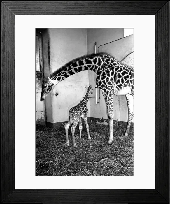 Framed Print : Its a bouncing baby for Daisy. A 6-feet-tall baby giraffe was born yesterday (Mon Framed Print : Its a bouncing baby for Daisy. A 6-feet-tall baby giraffe was born yesterday (Mon