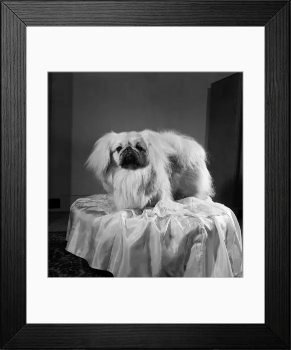 Framed Print : Pekinese dog. June 1952 C2813-001