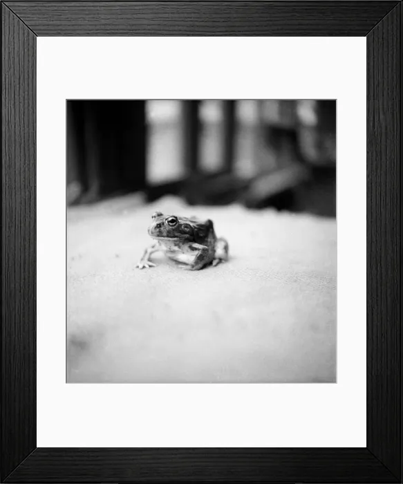 Framed Print : A singing Frog from Kenya. June 1952 C2769-005
