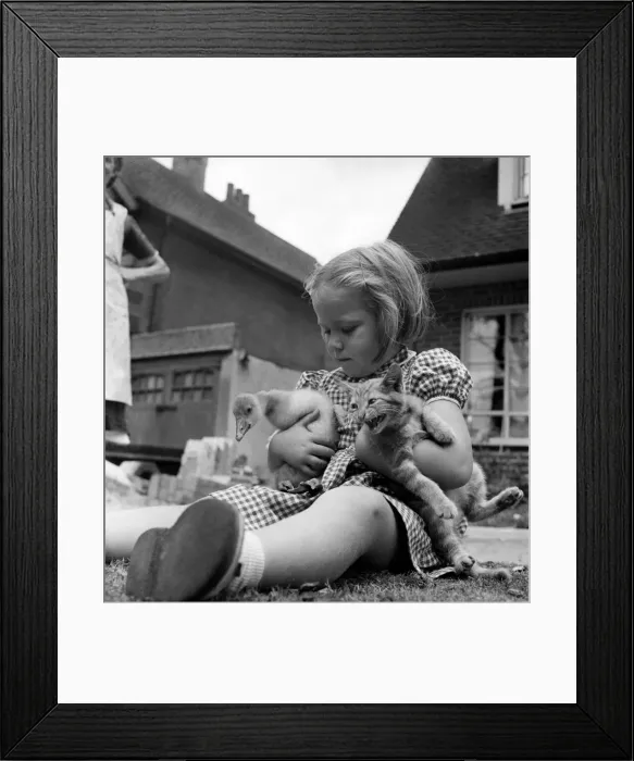Framed Print : Donald the baby Goose and Sandy the kitten being held by a little girl Framed Print : Donald the baby Goose and Sandy the kitten being held by a little girl