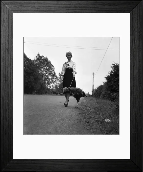 Framed Print : Pet Turkey - Mrs. Maureen Bartlett. June 1952 C2944 Framed Print : Pet Turkey - Mrs. Maureen Bartlett. June 1952 C2944