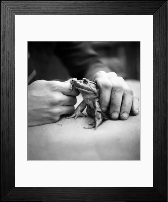 Framed Print : A singing Frog from Kenya. June 1952 C2769-004
