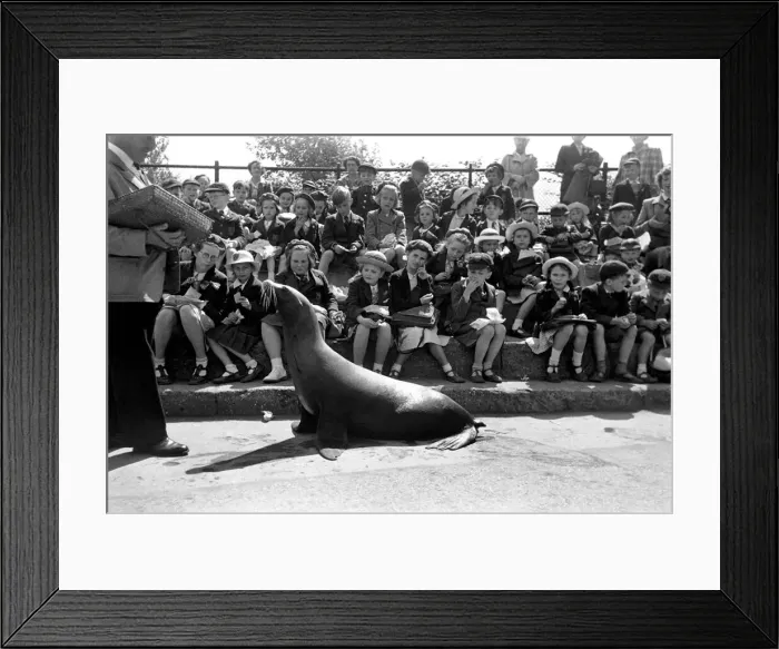 Framed Print : London Zoo. Sea-Lion with his keeper performing for schoolchildren. May 1952 C2745 Framed Print : London Zoo. Sea-Lion with his keeper performing for schoolchildren. May 1952 C2745