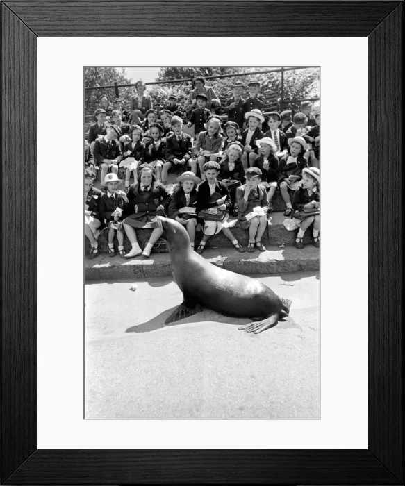 Framed Print : London Zoo. Sea-Lion with his keeper performing for schoolchildren. May 1952 C2745 001 Framed Print : London Zoo. Sea-Lion with his keeper performing for schoolchildren. May 1952 C2745 001