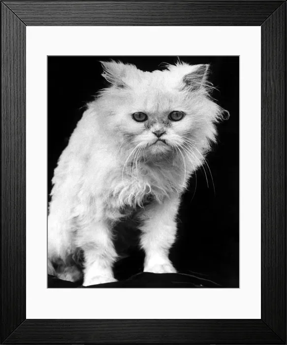 Framed Print : White angry cat looking grumpily at the camera, Bad hair day Framed Print : White angry cat looking grumpily at the camera, Bad hair day