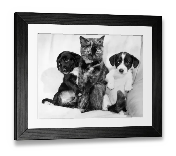 Framed Print : Animals - Cats with Dogs: Daisys Duo Is Just Puppy Love Framed Print : Animals - Cats with Dogs: Daisys Duo Is Just Puppy Love
