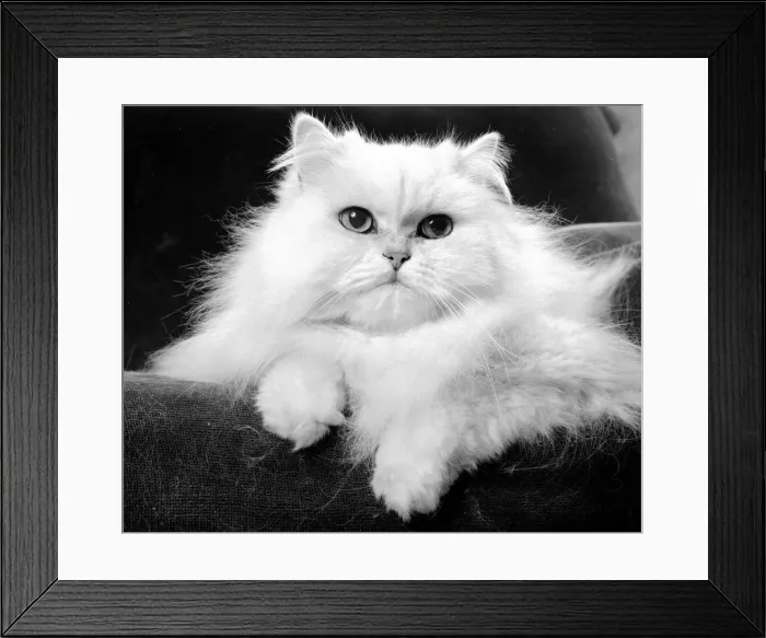 Framed Print : Fluffy white cat Framed Print : Fluffy white cat