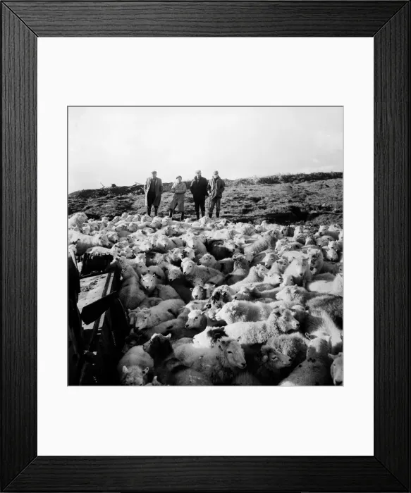 Framed Print : The Army threw open its 6, 000 acre, tank range at Castle Martin, Pembs