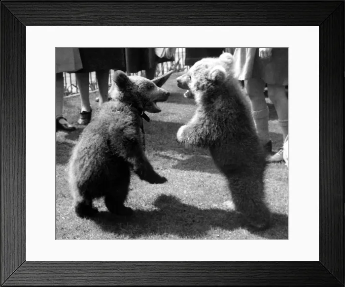 Framed Print : 2 bear cubs standing on their hind legs with their mouths open Framed Print : 2 bear cubs standing on their hind legs with their mouths open