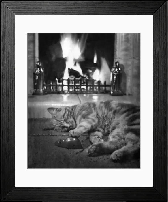 Framed Print : Animals - Cats: The end of the day. too tired to play Frolic and ramble