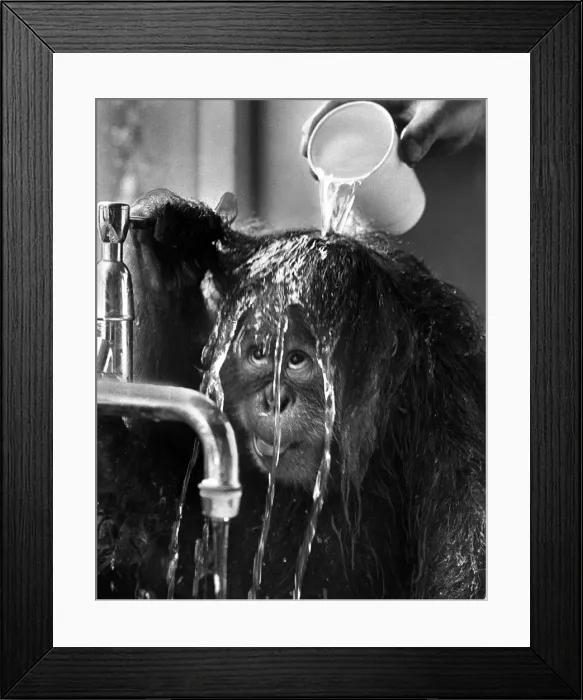 Framed Print : Orangutan having water poured on its head Framed Print : Orangutan having water poured on its head