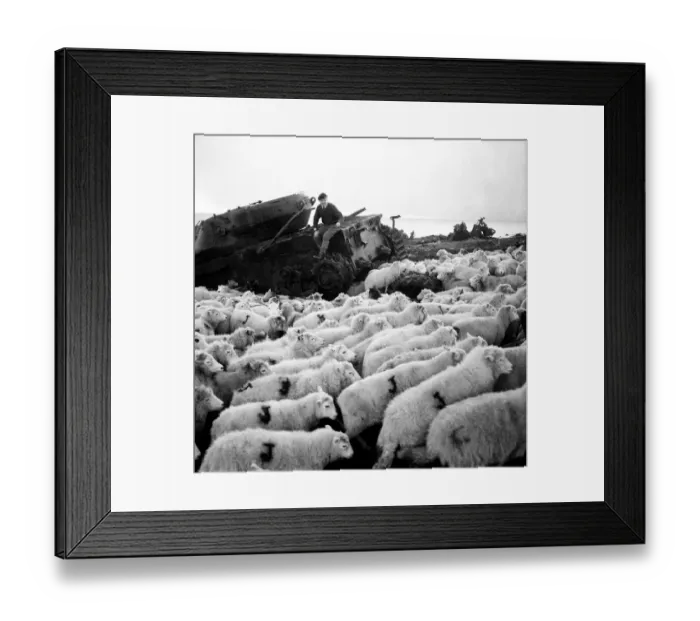 Framed Print : The Army threw open its 6, 000 acre, tank range at Castle Martin, Pembs Framed Print : The Army threw open its 6, 000 acre, tank range at Castle Martin, Pembs