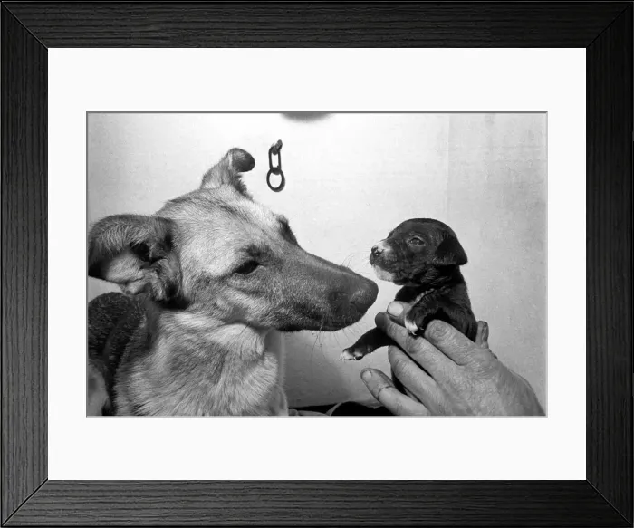 Framed Print : Cute animals. Dogs. Sheba the 12 month old Alsatian with the 3 week old Mongrel pup