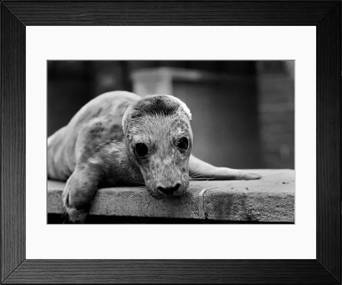 Framed Print : Cute animals. Wash up'a baby Grey seal pup washed up on the beach Framed Print : Cute animals. Wash up'a baby Grey seal pup washed up on the beach