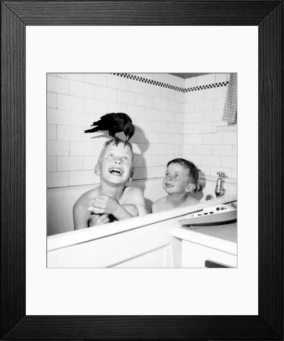 Framed Print : On me ead son Mike and Mark with their pet Jackdaw seen here at bath time
